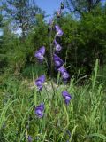 Aconitum delphiniifolium. Соцветие. Магаданская обл., г. Магадан, мкр-н Снежная Долина, бассейн р. Дукча, надпойменная терраса, разнотравно-злаковый луг. 26.07.2020.