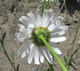 Leucanthemum vulgare. Верхушка побега с соцветием (вид со стороны обёртки). Северная Осетия, Алагирский р-н, окр. пос. Верх. Фиагдон, сухой склон. 19.06.2021.