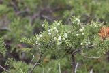 Juniperus sabina