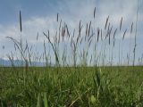 Hordeum nevskianum