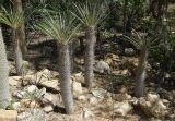 род Pachypodium. Вегетирующие растения. Мадагаскар, провинция Тулеария, регион Ациму-Андрефана, Arboretum d'Antsokay. 04.12.2019.