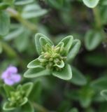 Thymus caucasicus