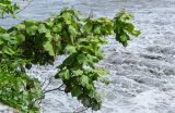 Catalpa ovata. Ветви с соцветиями и соплодиями. Северная Осетия, Владикавказ, берег реки. 23.07.2022.