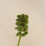 Medicago lupulina. Незрелое соплодие. Московская обл., ГО Подольск, мкр-н Климовск, заросший берег пруда. 01.08.2023.