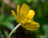 Ranunculus cassubicus. Верхушка побега с цветком (вид со стороны чашечки). Тверская обл., Кимрский р-н, окр. СНТ \"Чайка\", смешанный лес. 09.05.2023.