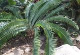 Dioon spinulosum