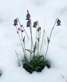 Gastrolychnis tristis. Цветущее растение. Забайкалье, хребет Кодар, верховья руч. Балтийский (пр. приток р. Средний Сакукан). 31.07.2010.