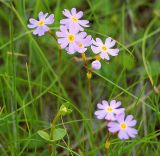 Primula finmarchica. Соцветия. Мурманская обл., Кандалакшский р-н, пос. Лувеньга, приморский луг на побережье Белого моря. 29.06.2010.