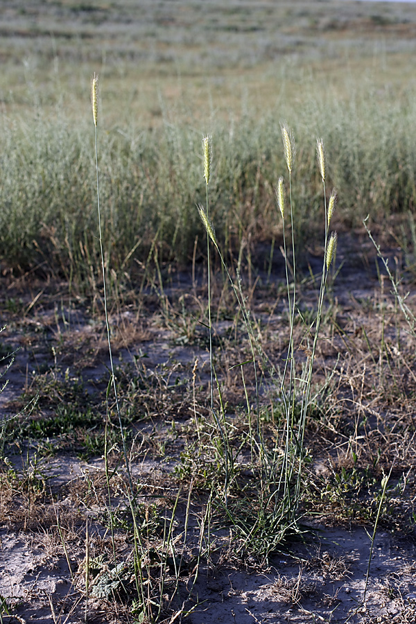 Изображение особи Hordeum bulbosum.