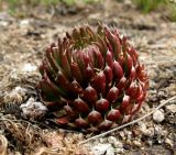 Orostachys spinosa