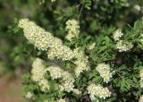 Spiraea hypericifolia