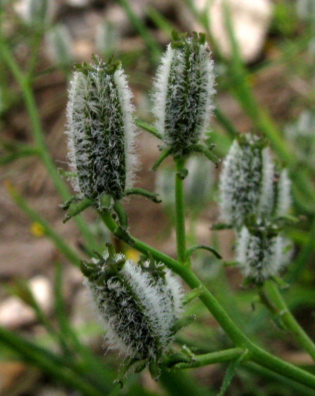 Изображение особи Youngia diversifolia.
