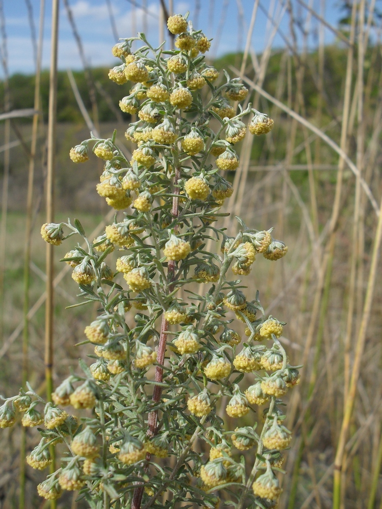 Изображение особи Artemisia pontica.