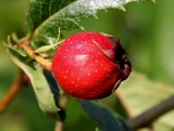 род Crataegus