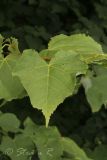 Tilia cordata. Лист. Молдова, Каларашский р-н, лес возле с. Бравичи. 25.06.2014.