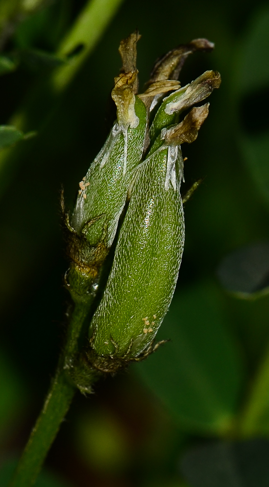 Изображение особи Astragalus boeticus.