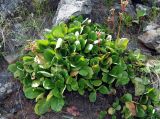 Bergenia crassifolia