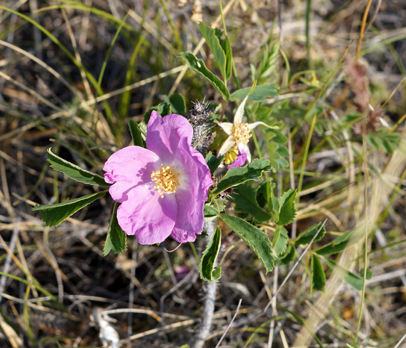 Изображение особи Rosa acicularis.