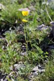 Ranunculus regelianus