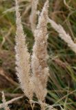 Calamagrostis epigeios