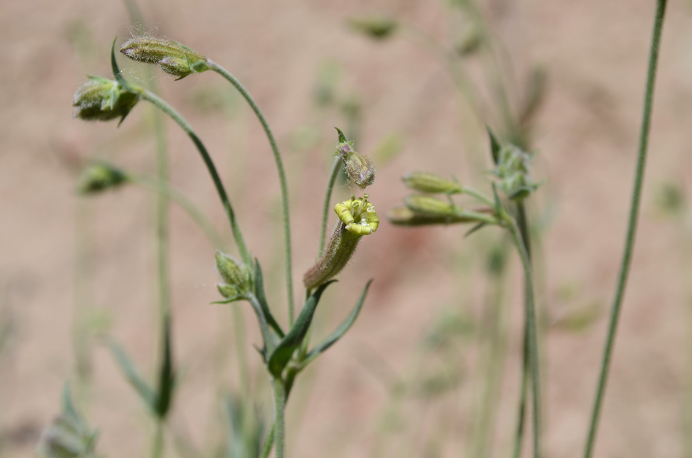 Изображение особи Silene brahuica.