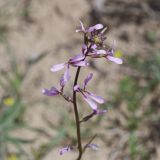 Strigosella scorpioides