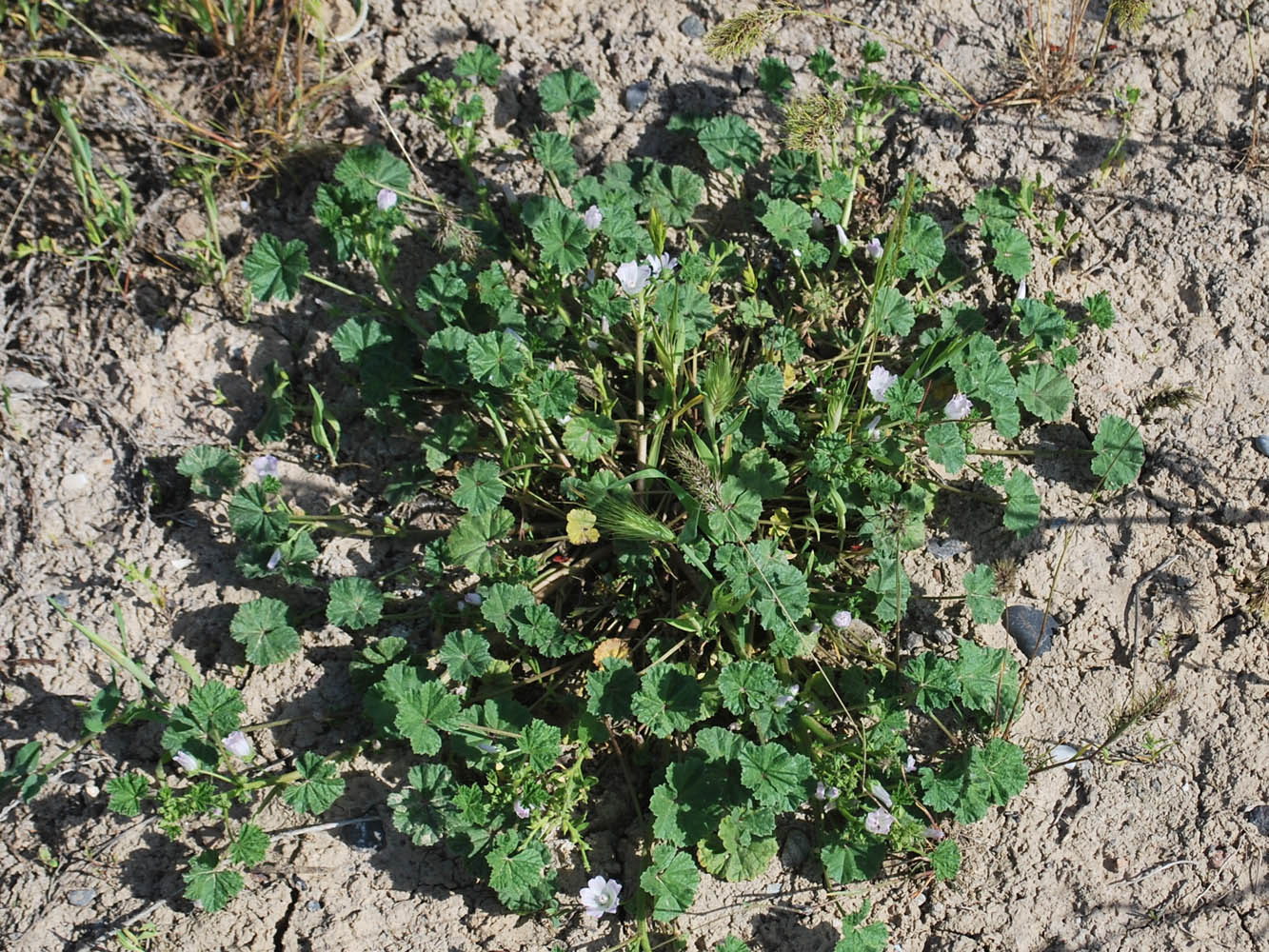 Изображение особи Malva neglecta.