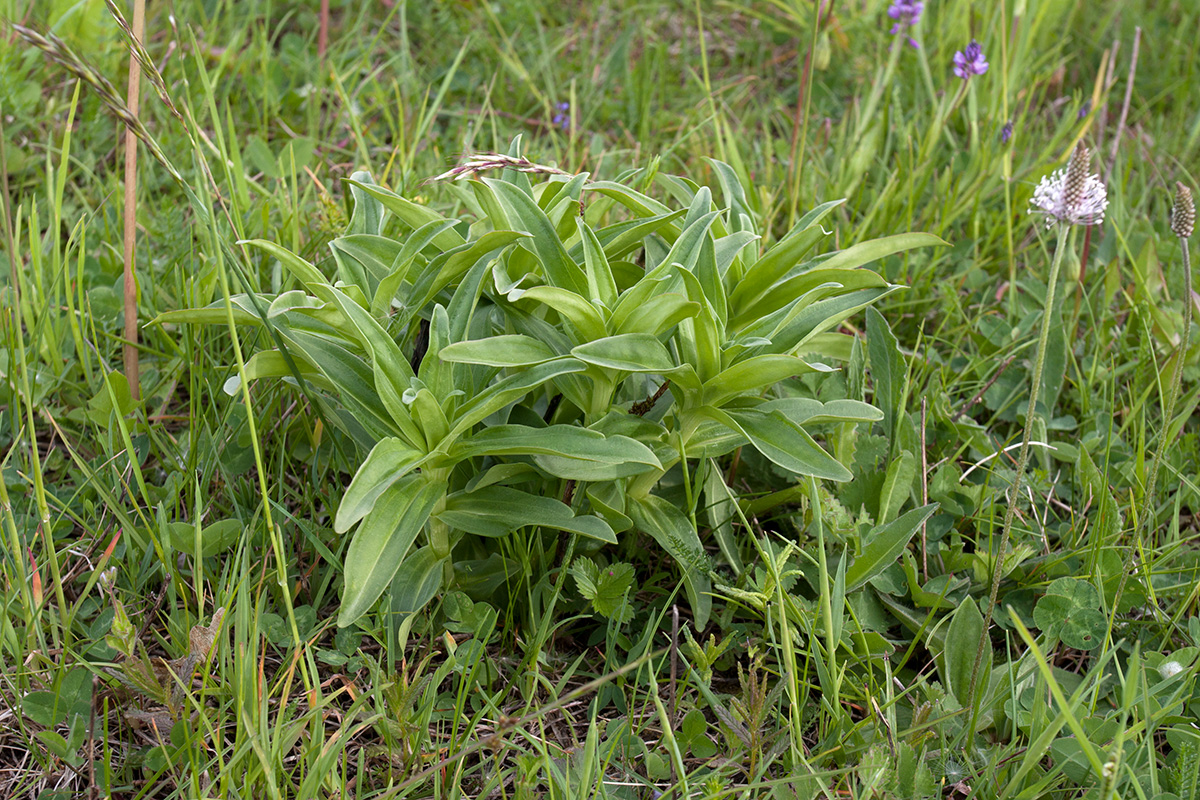 Изображение особи Gentiana cruciata.