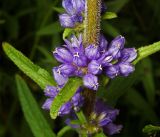 Campanula cervicaria