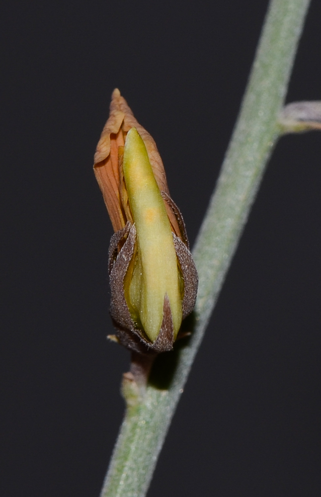 Изображение особи Crotalaria aegyptiaca.