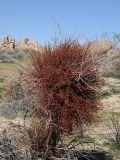 Phoradendron californicum. Плодоносящее растение. США, Калифорния, Joshua Tree National Park, пустыня Колорадо. 01.03.2017.
