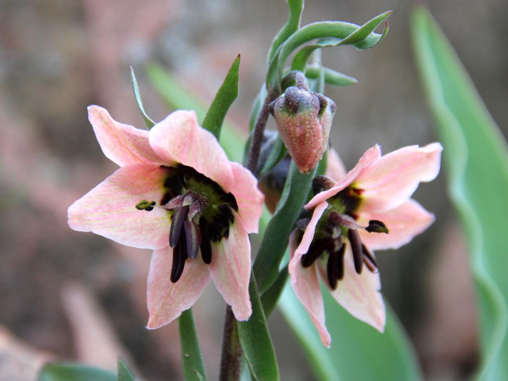 Изображение особи Fritillaria rugillosa.