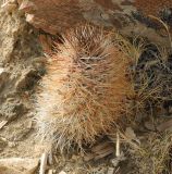 Acanthocalycium leucanthum. Вегетирующее растение. Аргентина, пров. Санта Круз, нац. парк Bosque petrificado, каменистая полупустыня. 19.03.2014.