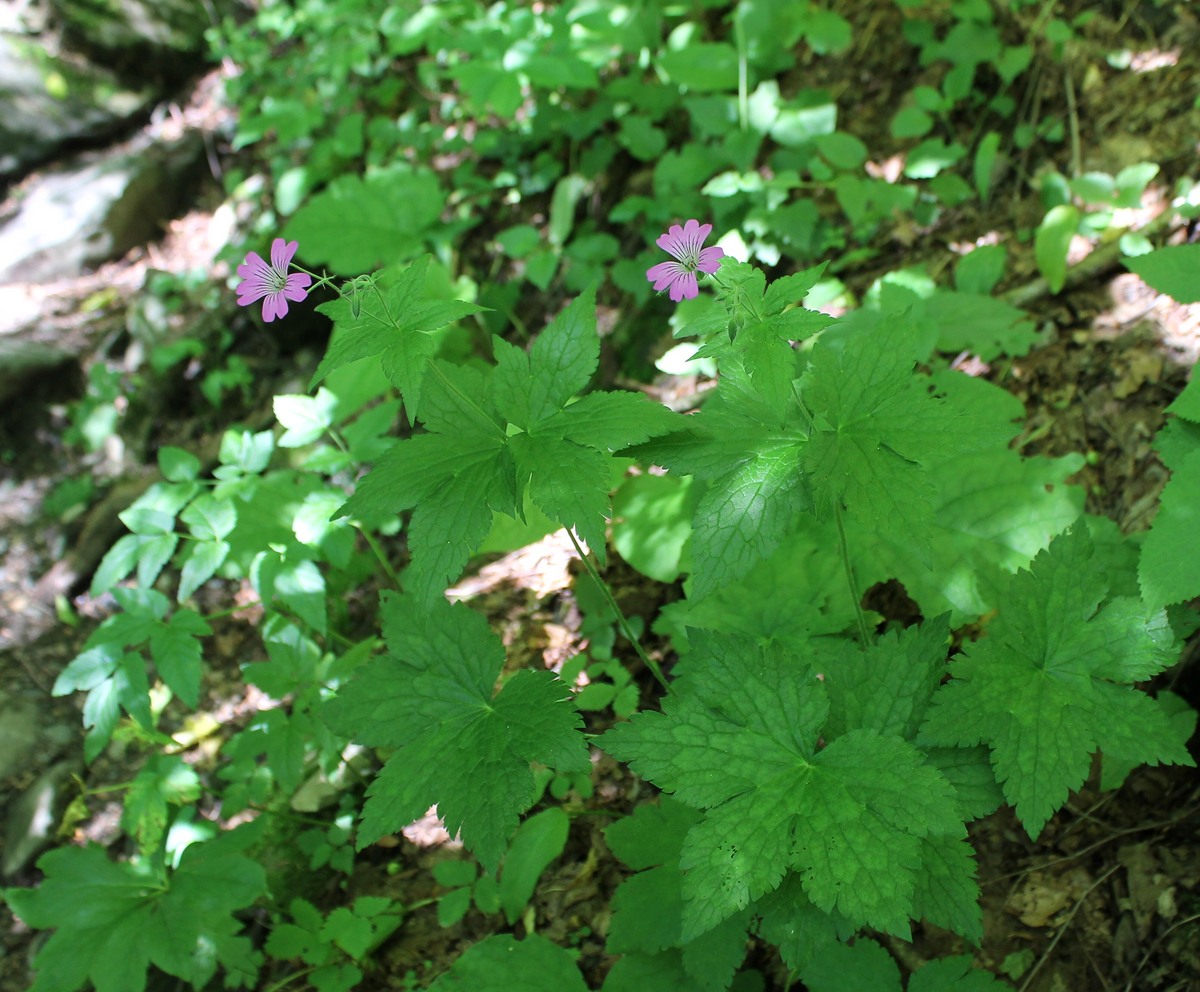 Image of Geranium gracile specimen.