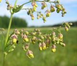 Thalictrum appendiculatum