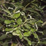 genus Salix