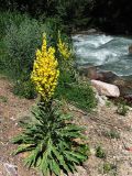 Verbascum songaricum