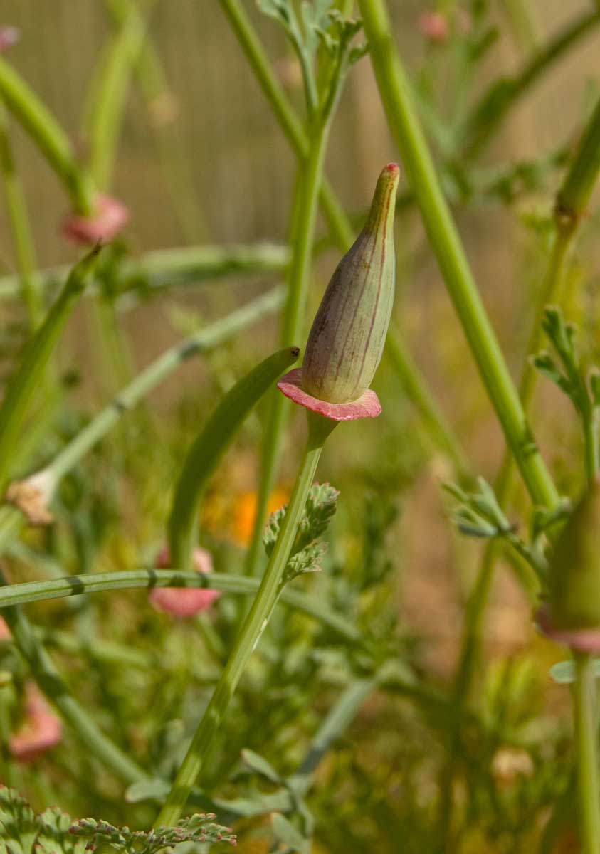 Изображение особи Eschscholzia californica.