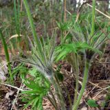 Pulsatilla uralensis. Нижняя часть цветущего растения. Свердловская обл., окр. г. Североуральск, вершина известняковой скалы, сосновый лес. 04.06.2017.