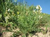 Oxytropis ochroleuca. Цветущее растение. Казахстан, Сев. Тянь-Шань, Заилийский Алатау в окр. г. Алматы, Большое Алматинское ущ., нижняя часть долины ручья Казачка, ≈ 1700 м н.у.м., мелкозёмный степной склон южной экспозиции. 22 мая 2017 г.