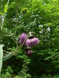 Cirsium schantarense