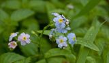 Myosotis palustris