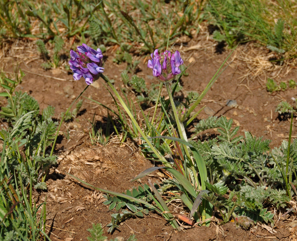 Изображение особи род Oxytropis.