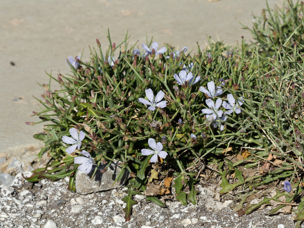 Изображение особи Cichorium spinosum.