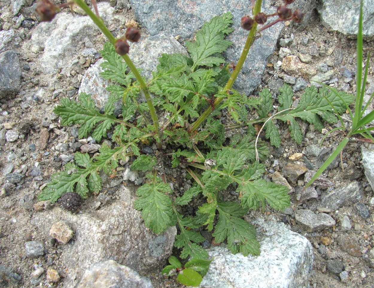 Изображение особи Scrophularia olympica.