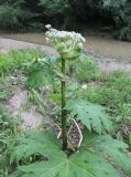 Heracleum mantegazzianum