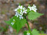 Alliaria petiolata. Верхушка растения с соцветиями. Украина, Львовская обл., Сколевский р-н, национальный природный парк \"Сколевские Бескиды\", окр. с. Каменка, опушка леса. 25.04.2018.