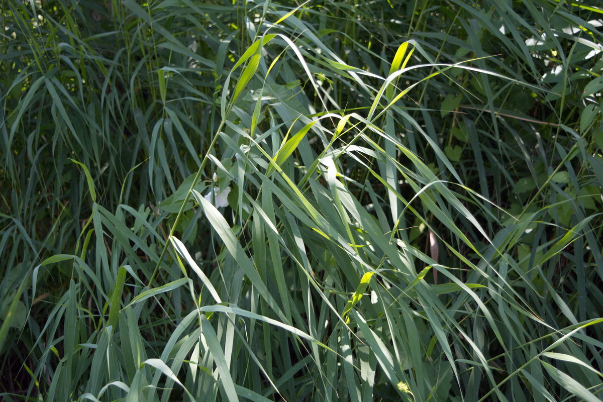 Изображение особи Phragmites australis.