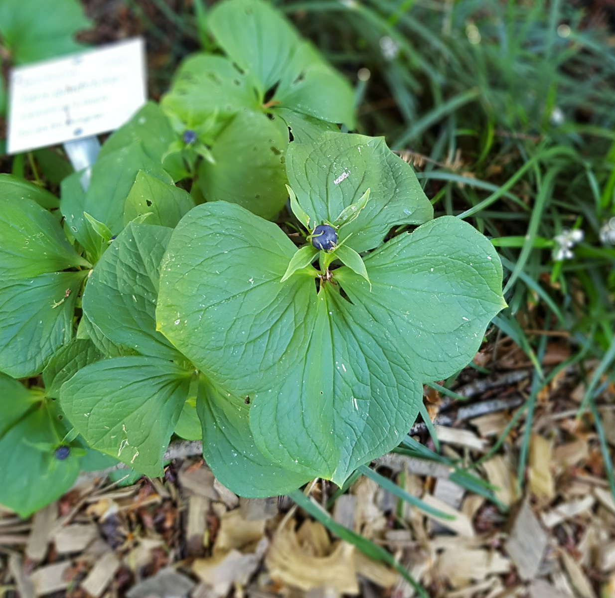 Изображение особи Paris quadrifolia.