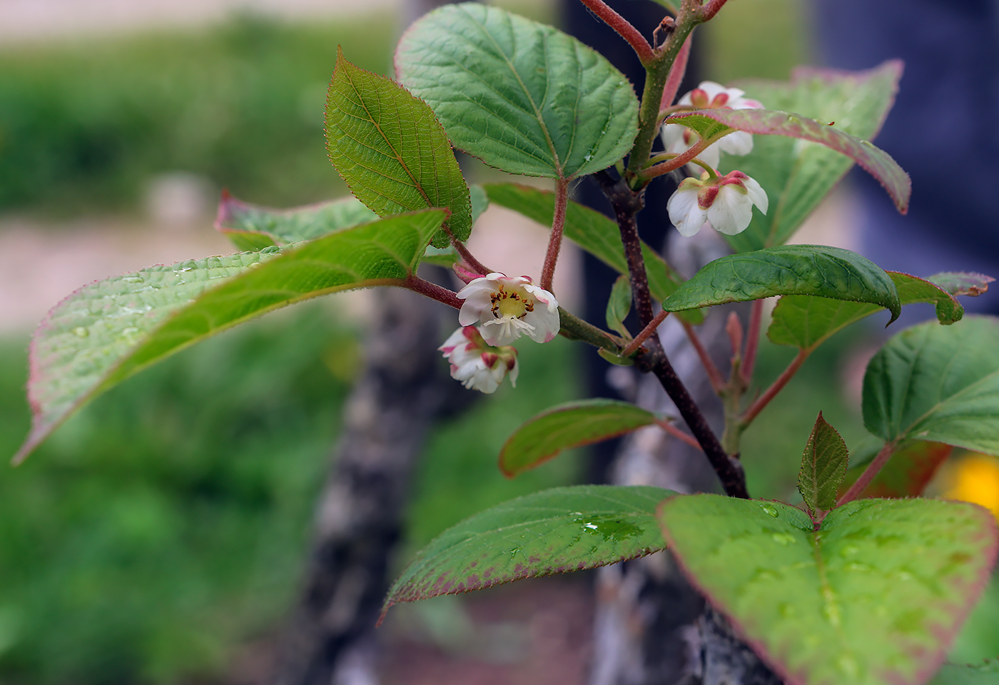 Изображение особи Actinidia kolomikta.